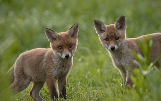 zwei Fuchswelpen im Gras in die Kamera blickend