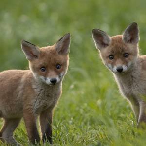 zwei Fuchswelpen im Gras in die Kamera blickend